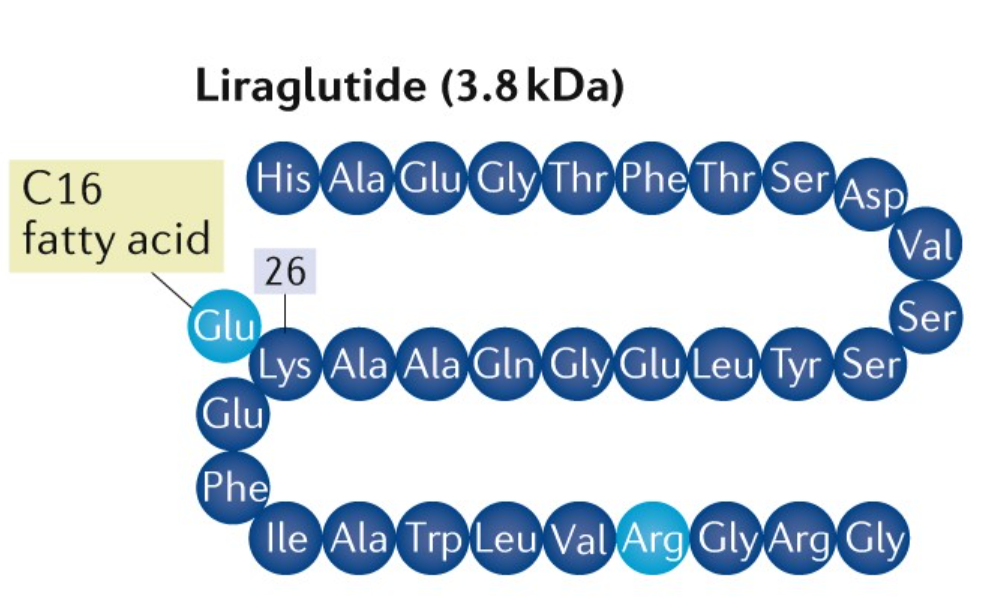 リラグルチド：代謝を高めるGLP-1受容体作動薬